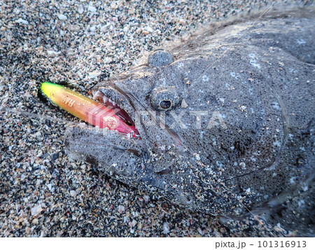 ルアーに食いついた座布団ヒラメ ルアーに食いついた座布団ヒラメ 101316913
