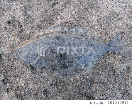 座布団ヒラメ 座布団ヒラメ 101316915