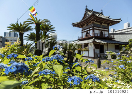 東明山 興福寺の境内で咲く紫陽花【長崎県長崎市】 101316923