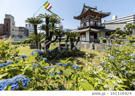 東明山 興福寺の境内で咲く紫陽花【長崎県長崎市】 101316924