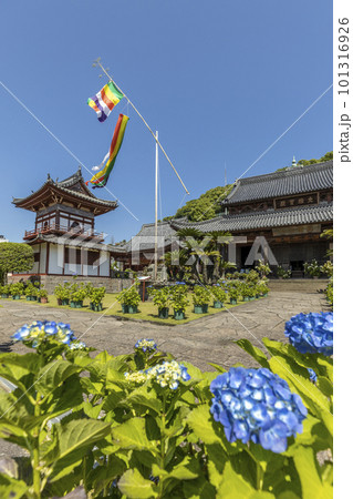 東明山 興福寺の境内で咲く紫陽花【長崎県長崎市】 101316926