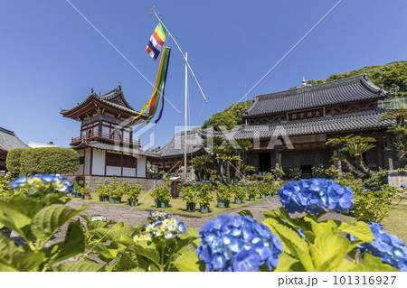 東明山 興福寺の境内で咲く紫陽花【長崎県長崎市】 101316927