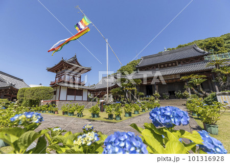 東明山 興福寺の境内で咲く紫陽花【長崎県長崎市】 101316928