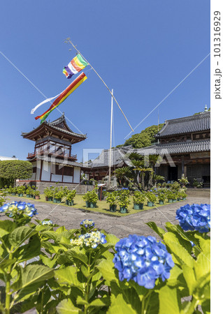 東明山 興福寺の境内で咲く紫陽花【長崎県長崎市】 101316929