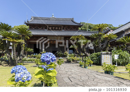 東明山 興福寺の境内で咲く紫陽花【長崎県長崎市】 東明山 興福寺の境内で咲く紫陽花【長崎県長崎市】 101316930