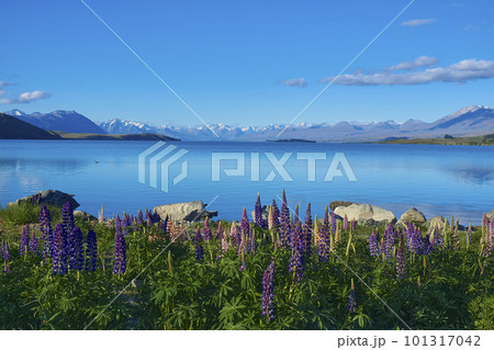 テカポ湖の湖畔に群生するルピナス 101317042