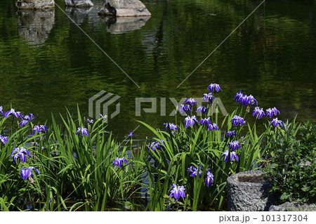円山公園 ひょうたん池 舞孔雀(カキツバタ) 円山公園 ひょうたん池 舞孔雀(カキツバタ) 101317304