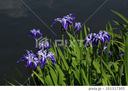 円山公園　ひょうたん池　舞孔雀（カキツバタ） 101317305