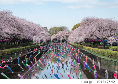 鶴生田川の桜とこいのぼり【群馬県館林市】 101317542