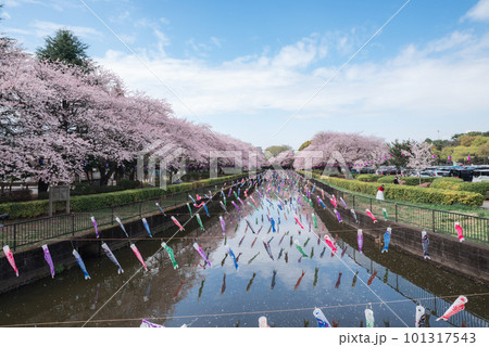 鶴生田川の桜とこいのぼり【群馬県館林市】 101317543