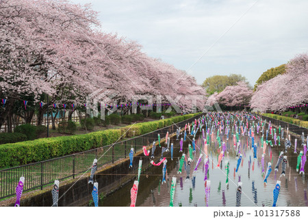 鶴生田川の桜とこいのぼり【群馬県館林市】 鶴生田川の桜とこいのぼり【群馬県館林市】 101317588