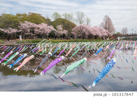 鶴生田川の桜とこいのぼり【群馬県館林市】 鶴生田川の桜とこいのぼり【群馬県館林市】 101317647