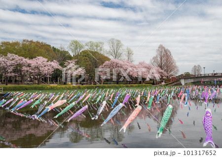 鶴生田川の桜とこいのぼり【群馬県館林市】 101317652