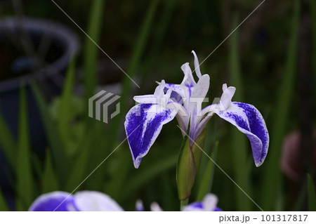 折鶴（カキツバタ） 101317817