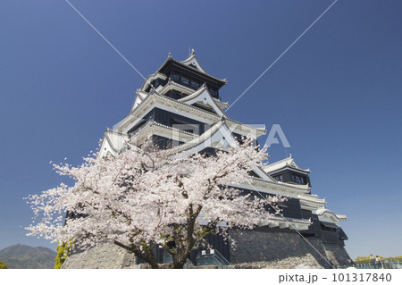 桜の熊本城天守閣 桜の熊本城天守閣 101317840