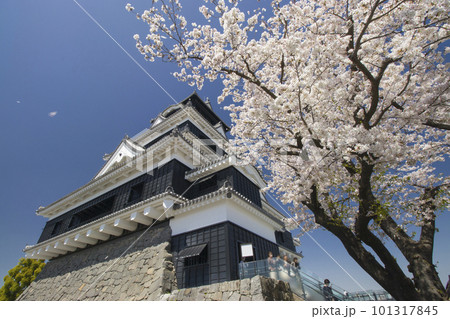 桜の熊本城天守閣 101317845