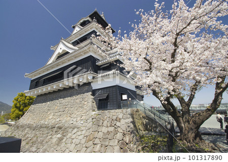 桜の熊本城天守閣 101317890