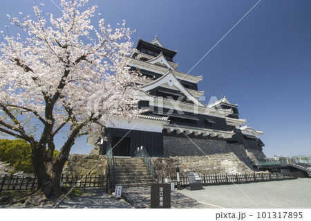 桜の熊本城天守閣 桜の熊本城天守閣 101317895