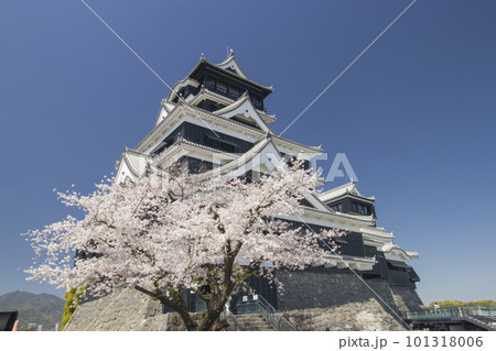 桜の熊本城天守閣 101318006