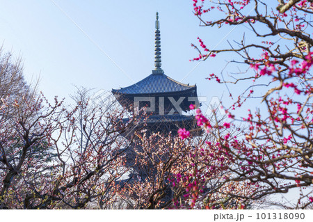 東寺 梅越しに見る五重塔(京都府京都市南区) 東寺 梅越しに見る五重塔(京都府京都市南区) 101318090