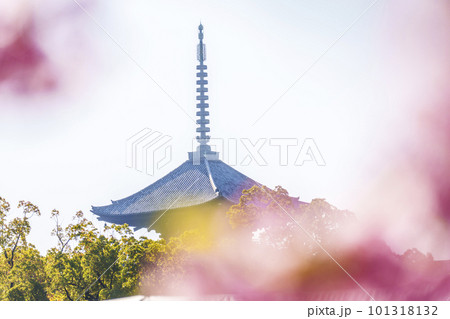 河津桜越しに見る東寺・五重塔 河津桜越しに見る東寺・五重塔 101318132