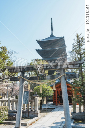 東寺　八島殿と五重塔 101318162