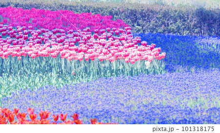 チューリップとブドウムスカリのお花畑 101318175