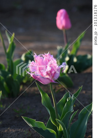 ピンク色の珍しいチューリップ 101318176