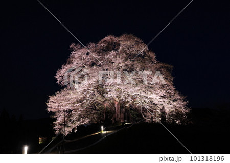 醍醐桜72 101318196