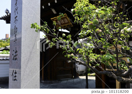 法住寺 青梅(白梅) 法住寺 青梅(白梅) 101318200