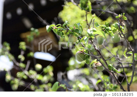 法住寺　青梅（白梅） 101318205