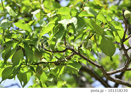 法住寺 青梅(白梅) 法住寺 青梅(白梅) 101318230