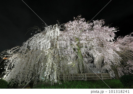 ライトアップされた満開の祇園しだれ桜 ライトアップされた満開の祇園しだれ桜 101318241