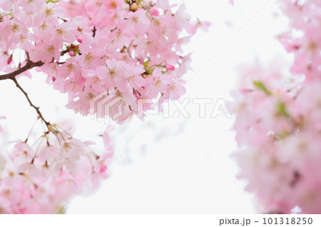 満開の思川桜のクローズアップ撮影【白背景】 101318250