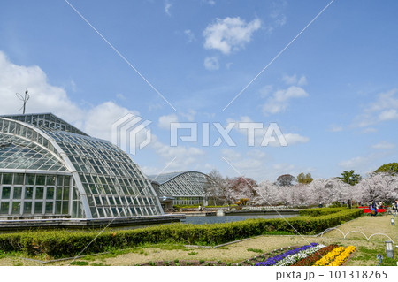 春の京都府立植物園温室 101318265