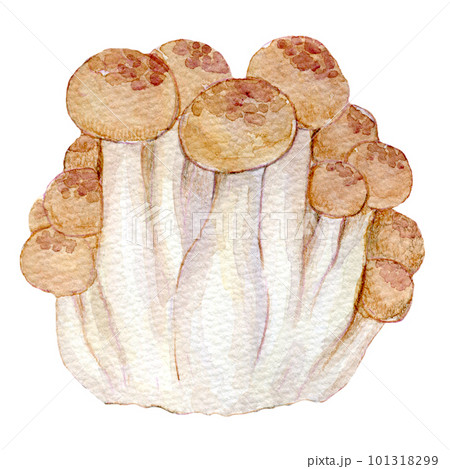 しめじ きのこ 水彩イラスト しめじ きのこ 水彩イラスト 101318299