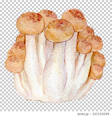 しめじ きのこ 水彩イラスト しめじ きのこ 水彩イラスト 101318299