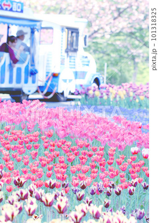 チューリップ畑を走る車 チューリップ畑を走る車 101318325