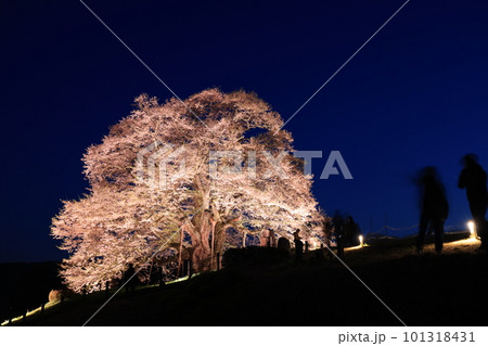 醍醐桜62 101318431