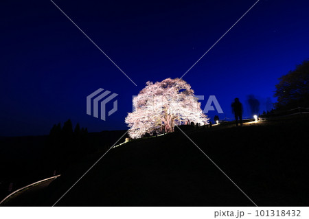 醍醐桜66 101318432