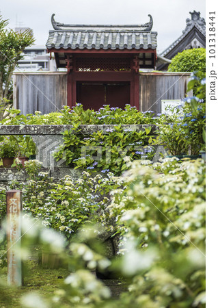 東明山 興福寺の境内で咲く紫陽花【長崎県長崎市】 東明山 興福寺の境内で咲く紫陽花【長崎県長崎市】 101318441