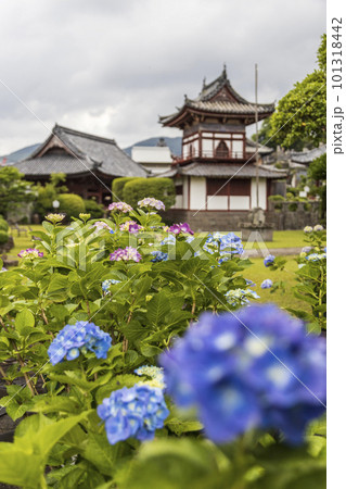 東明山 興福寺の境内で咲く紫陽花【長崎県長崎市】 101318442