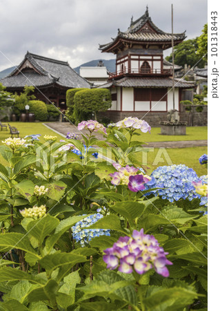 東明山 興福寺の境内で咲く紫陽花【長崎県長崎市】 101318443