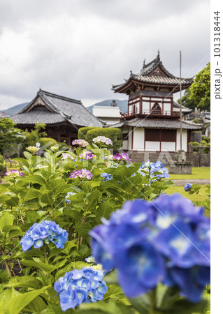 東明山 興福寺の境内で咲く紫陽花【長崎県長崎市】 101318444