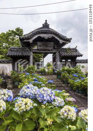 東明山 興福寺の境内で咲く紫陽花【長崎県長崎市】 101318449