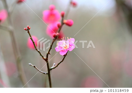 梅の花　姫千鳥 101318459