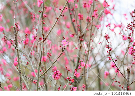 梅の花　姫千鳥 101318463
