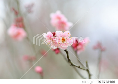 梅の花 萩野 梅の花 萩野 101318466
