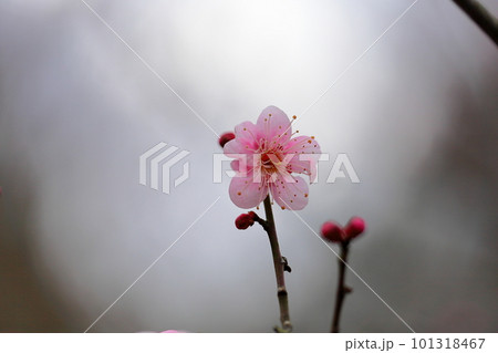 梅の花 萩野 梅の花 萩野 101318467