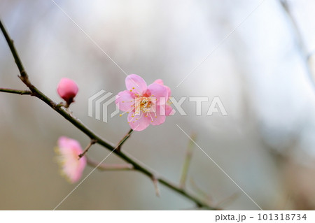 梅の花　紅梅一重 101318734